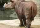 Rhinos sumatran: pojedyncze zwierzęta