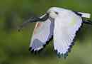 Święty ibis
