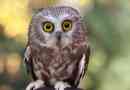 Sowa - typy i zdjęcia ptaków