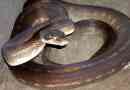 Timbar python - wood snake
