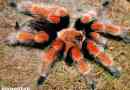 Tarantula pauka. Styl życia i habitat tarantula spider