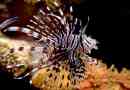 Top 10 najbardziej niebezpiecznych i trujących mieszkańców morza i oceanów