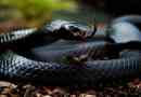 Najlepsze 7 najbardziej niebezpiecznych węże świata
