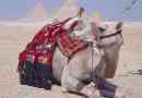 Na wielbłądzie w wodzie garbowej: czy to?
