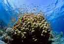 Naukowcy badają rafy koralowe
