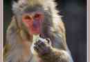 Naukowcy: japoński macaki - prawdziwy klastyczny