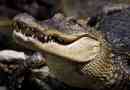Naukowcy: krokodyle komunikują się ze sobą śpiew