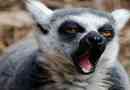 Naukowcy: lemury odcieńczy z powodu emocji