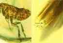 Naukowcy odkryli agent bakterii-sprawujący dżumę bubonowej w skamieniałości pcheł