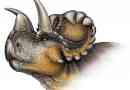 Naukowcy odkryli nowy rodzaj dinozaurów - vendiceratops