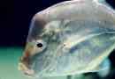 Naukowcy odkryli niewidzialne ryby
