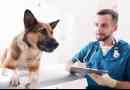 Dbanie o psa po sterylizacji