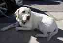 W moskwie zamknięty w labradorze samochodowym został zapisany dzięki przechodkom