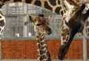 W zoo dallas cubs z żyrafy zginęły, urodzony online