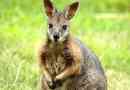 Wallaby