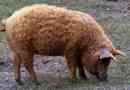 Węgierska mangalitsa
