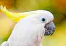 Rodzaje domowej roboty białe papugi: zdjęcie i tytuły