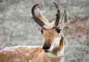 Pronghorn