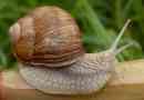 Ślimak winogronowy