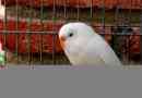 Wygląd białych falistych papugi i ich hodowli