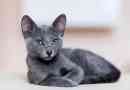 Wygląd i natura rosyjsko-niebieskiego rasy kota