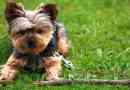 Wygląd i cechy natury yorkshire terrier