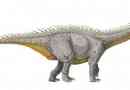 Wollicodon