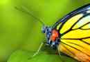 Dlaczego istnieją motyle w przyrodzie?