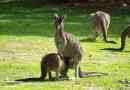Zachodni szary kangur: prawdziwy olbrzym