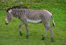 Zebra grevi - zebra, podobna do osl