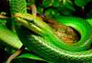 Zielona mamba