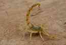 Żółta skorpion
