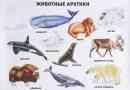 Zwierzęta arktyki. Opis, nazwy i cechy zwierząt arktyki