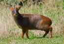 Deer pudi