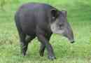 Tapir
