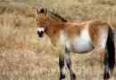 Koń przewalski