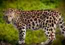 Leopard - widoki i zdjęcia