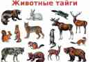 Zwierzęta taiga. Opis, nazwy i cechy tajgi zwierząt