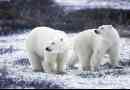 Czy białe niedźwiedzie żyją w arktyce?
