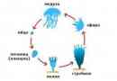 Cykl życia meduzy - z jajka do dojrzałej formy