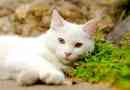 Biała wartość kota we śnie w różnych sytuacjach