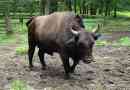 Boncon - krowa skrzyżowana z bisonem europejskim