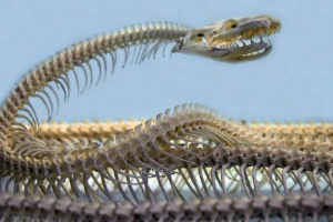 10 Faktów o wymarłym snake titanoboa - widok największego węża na świecie 10 Faktów o wymarłym snake titanoboa - widok największego węża na świecie