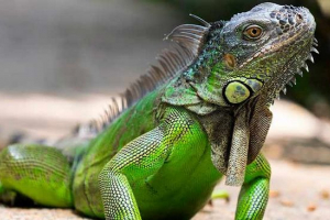 10 Ciekawych faktów o iguanie 10 Ciekawych faktów o iguanie