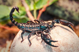 10 Niesamowitych faktów o skorpionach 10 Niesamowitych faktów o skorpionach