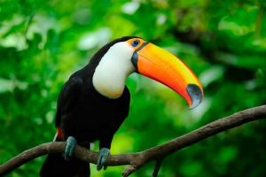 10 Ptaków z niesamowitymi dziobami 10 Ptaków z niesamowitymi dziobami