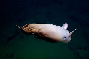 10 Najbardziej niezwykłych zwierząt na świecie