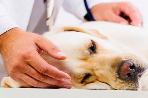 10 Objawów robaków twojego psa