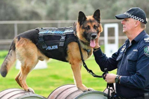 10 Ras psów 10 Ras psów