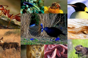 10 Workholics wśród zwierząt